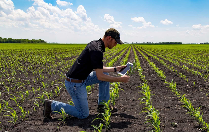 Ingeniero Agrónomo en el campo